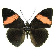 ADELPHA LARA